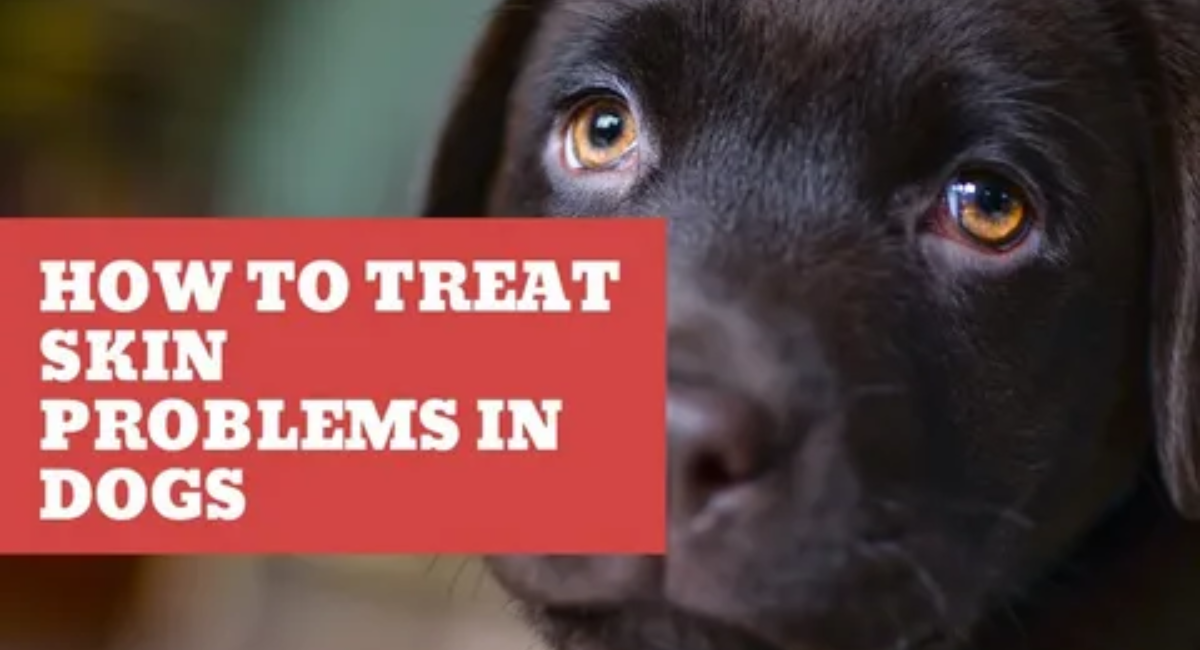 RetrieverAllergies:MostCommon(&HowTo Treat Them)