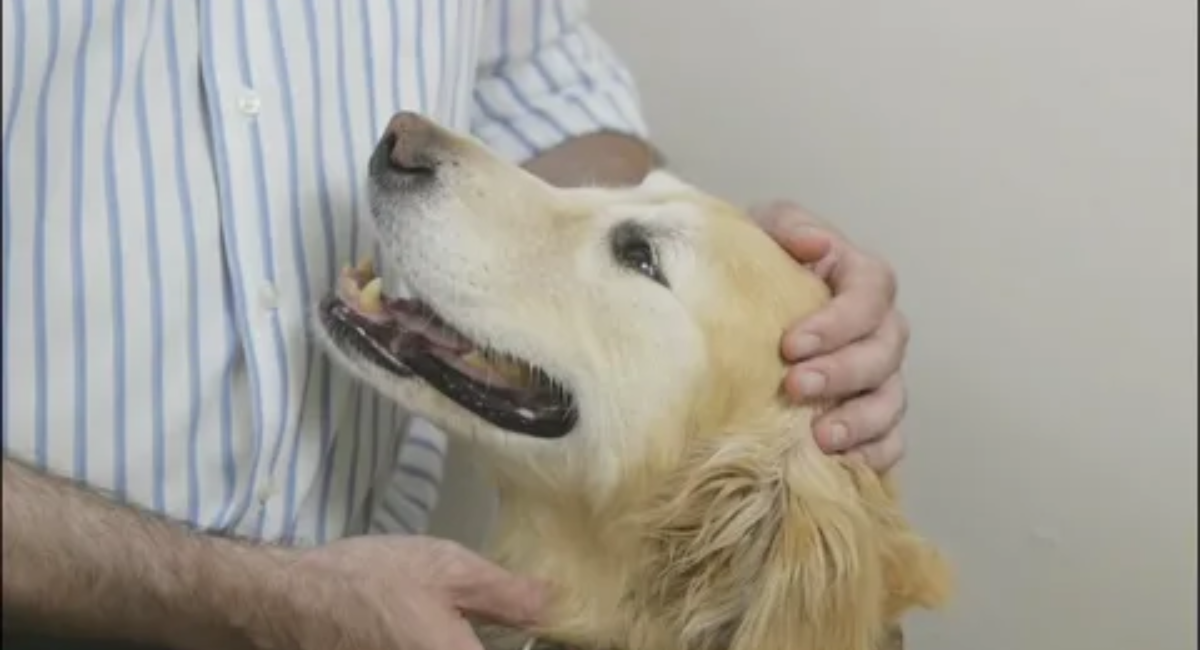 Golden retriever allergies