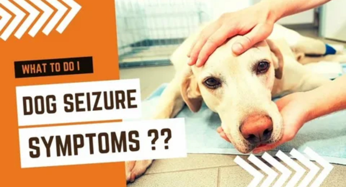 Common Health Problems in Golden Retrievers