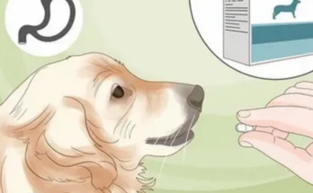 golden retriever allergies