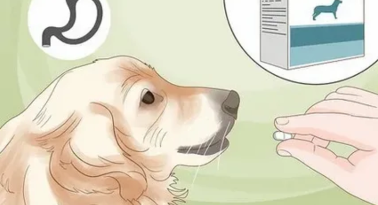 golden retriever allergies